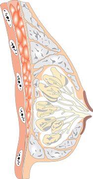 Ang istruktura sa babaye nga dughan