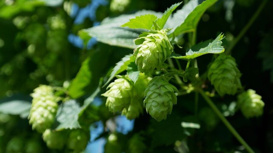 hop cones alang sa pagpadako sa dughan